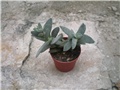 Crassula falcata